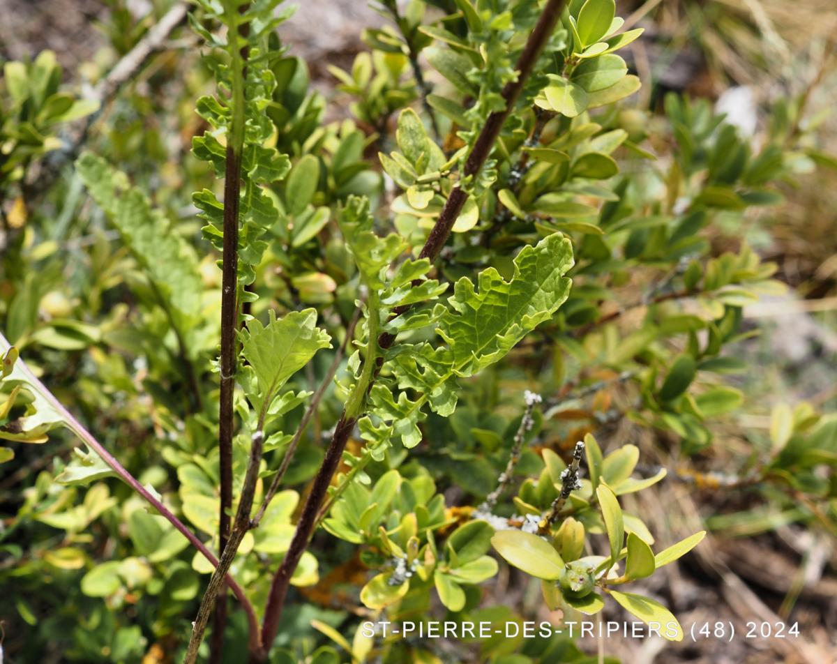 Ragwort leaf